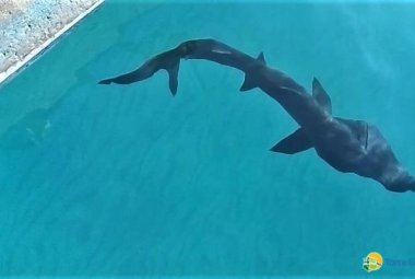 Un giovane squalo elefante salvato dai pescatori di Torre Guaceto