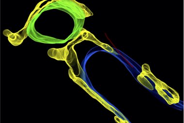 Scoperto il sistema di ventilazione delle cellule cardiache