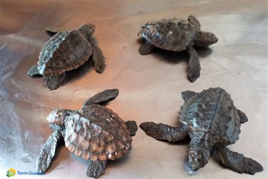 Salvati a Torre Guaceto gli animali stremati dal freddo