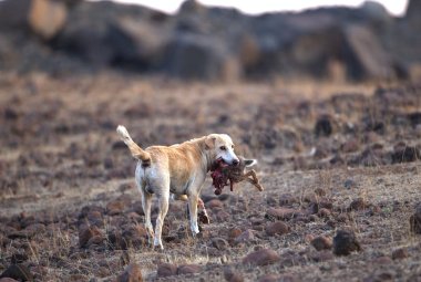 Nelle campagne animali domestici uccisi da lupi e cani inselvatichiti