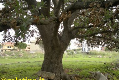 Galatina. La circonvallazione non deve toccare la quercia centenaria