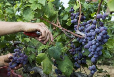 "All'Europa diciamo che il vino annacquato e senza alcool non è vino”