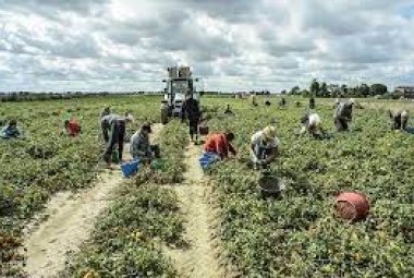 Vietato in Puglia lavorare nei campi nelle ore calde