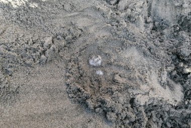 A Torre dell'Orso è tornata a fare le uova la Caretta Caretta
