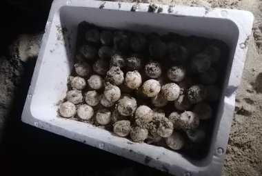 Caretta caretta deposita 105 uova a Lido Conchiglie sulla spiaggia del 61° Stormo di Galatina