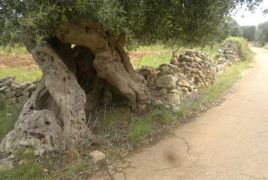 Salviamo gli ulivi del Salento