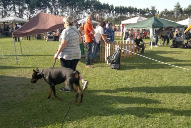 Mille cani all'Hotel Hermitage per l'Esposizione Internazionale