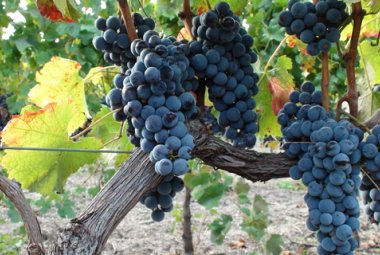 Nel 2021 qualità eccellente e produzione in lieve calo per il vino pugliese