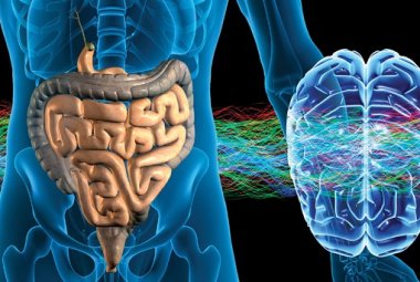 Proteggere e migliorare le funzioni cerebrali con i probiotici
