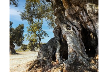 Emergenza forestazione nel Salento, a Parabita incontro di 22 sindaci