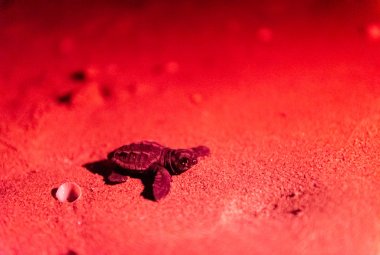 Nate a Lido Conchiglie le prime Caretta caretta