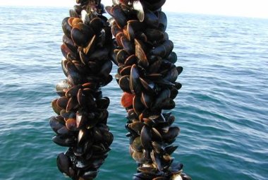 Mare troppo caldo, a Taranto muoiono le cozze