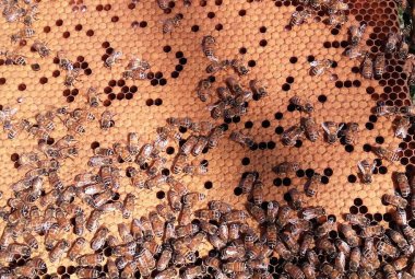 Stato di calamità per l'apicoltura pugliese?