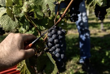 Vendemmia di Nero di Troia, Aglianico e Susumaniello a rischio a causa del maltempo
