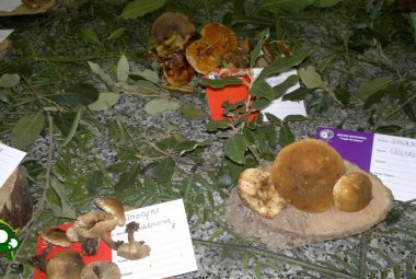 Raccolta funghi, i consigli dei Centri di Controllo Micologico di Asl Lecce