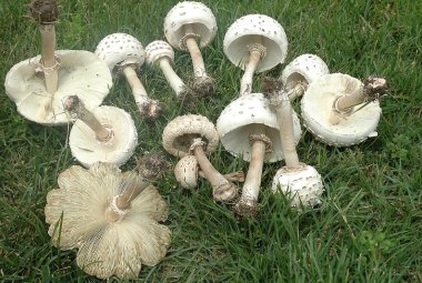  Fare attenzione al fungo Chlorophyllum molybdites: è tossico!