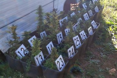Coltivava marijuana in una roulotte vicino casa, denunciato trentaseienne galatinese