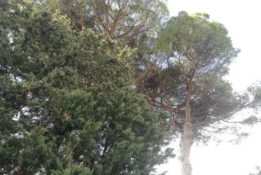 Anche per il Salento un rimboschimento epocale. Scende in campo l'Ordine dei Medici di Lecce