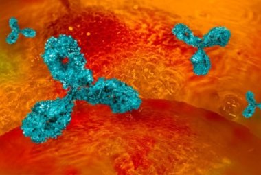 Un anticorpo monoclonale potrebbe combattere l'Alzheimer