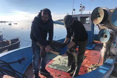 Natalie e Stefy, le due tartarughe marine di Porto Cesareo