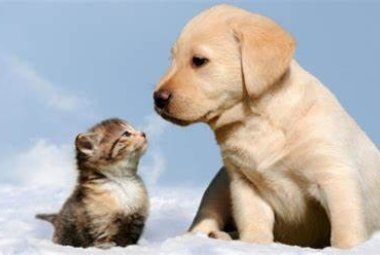 Obbligatorio anche in Puglia microchippare i gatti