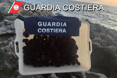 Multa di 2000 euro a pescatore di frodo, aveva raccolto 300 ricci a Torre Inserraglio