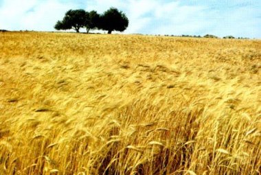 La campagna di un uomo ricco aveva dato un buon raccolto