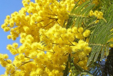 I cannoni e le mimose. Un orribile 8 Marzo 2022