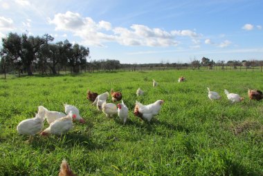 A Cutrofiano 5000 galline felici