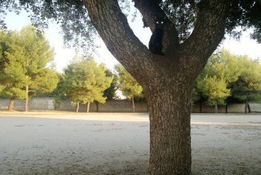 Sei leccese? Puoi segnalare le colonie di gatti all'apposito ufficio. Sei galatinese? Chiama i Vigili