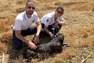 La Polizia Locale di Galatina salva dall'annegamento una femmina di cane corso