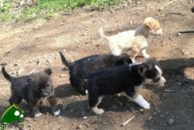 Abbandona un cane e viene scoperto, collemetese rischia l'arresto 