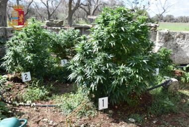 La Polizia di Galatina scopre una coltivazione di marijuana a Cutrofiano. Denunciato il proprietario del terreno