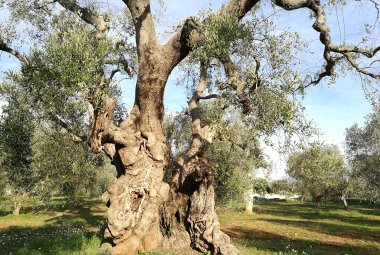 In Puglia sono quasi 350000 gli ulivi plurisecolari 