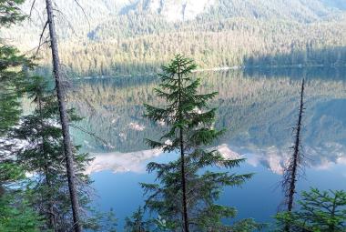 L'aria delle foreste aiuta a combattere l'ansia