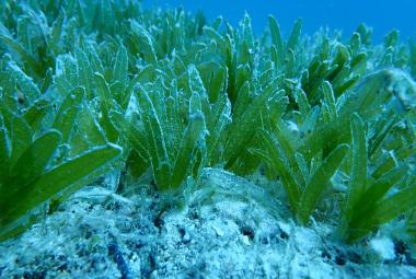 Lungo le coste del Salento un'alga aliena