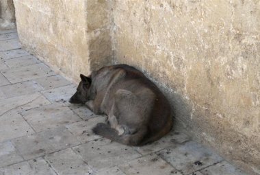 Con soli 30 euro si potrà sterilizzare il proprio cane 