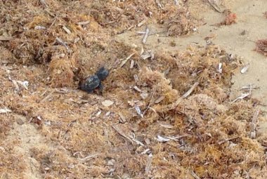 La 'carica' delle Caretta caretta
