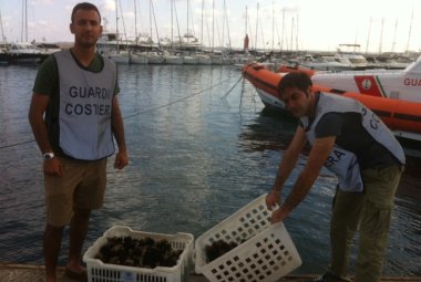 Quattromila euro di multa per aver raccolto 700 ricci di mare