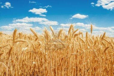 "Blocchiamo il megaparco e torniamo all'agricoltura"