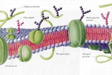Scoperto il 'motore' delle cellule staminali