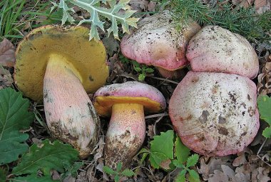 "Non consumare funghi crudi di nessuna specie!"