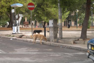 Deiezioni dei cani in città, un'ordinanza mai applicata