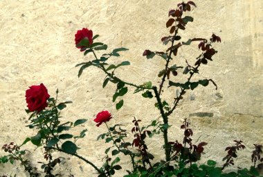 Un profumo di rose