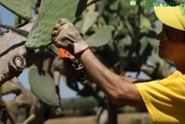 Il 'Sikalindi' vero 'legno' di fico d'India all'Oscargreen