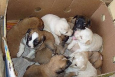 "Con soli 30 euro sterilizzate il vostro cane! Un appello del vicesindaco di Galatina
