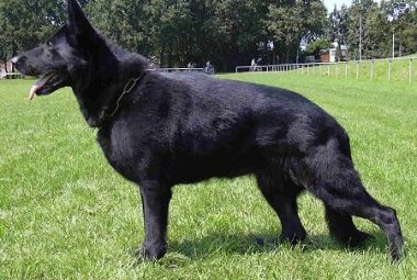 Il cane-lupo nero ha ritrovato il suo padrone