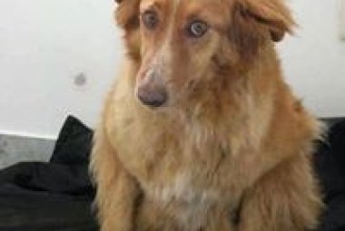 Dolly piange Rosa uccisa da un pirata della strada ai 'Piani'