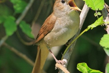 L'uccello in gabbia o canta per amore o canta per rabbia