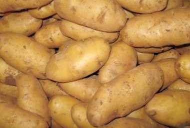 La patata di Galatina verso la DOP europea. Pubblicato il decreto sulla Gazzetta Ufficiale